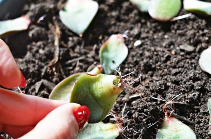 Ukorzenianie sukulentów