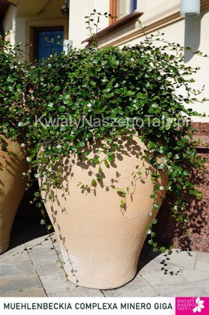 Uprawa mulenbekii w domu