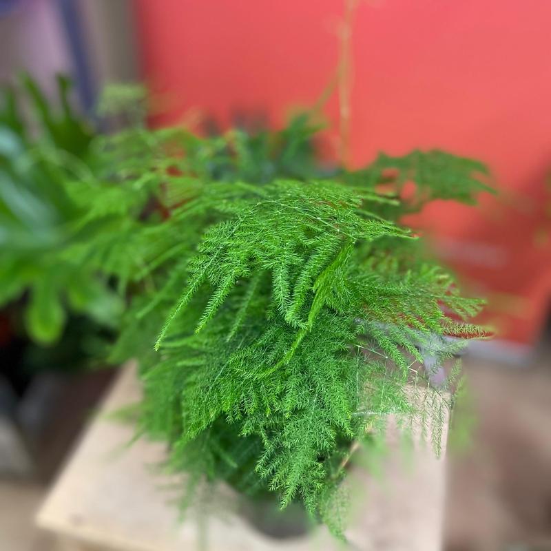 Uprawa szparaga pierzastego