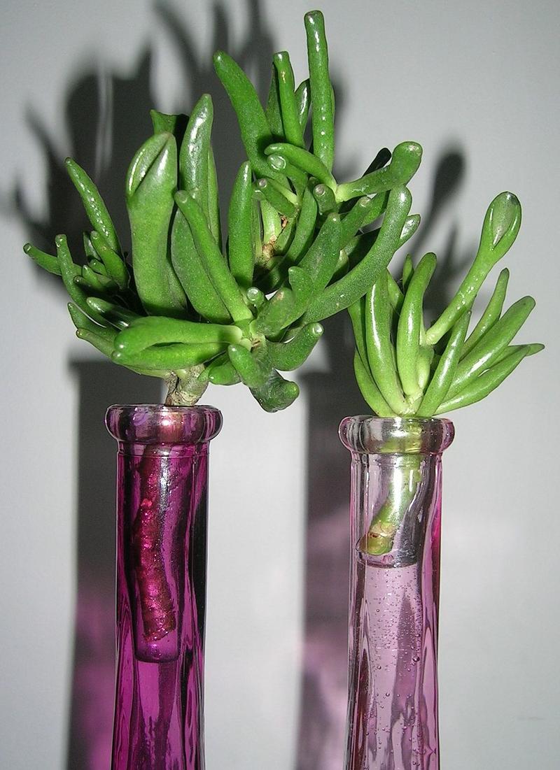 Wybór sadzonek kaktusów