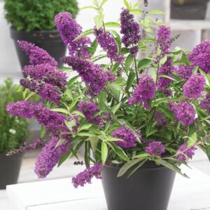 Jak przygotować motyle krzew budlei na zimę – praktyczny przewodnik w pielęgnacji rośliny