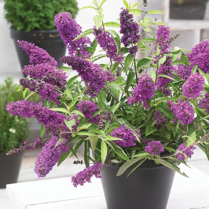 Jak przygotować motyle krzew budlei na zimę – praktyczny przewodnik w pielęgnacji rośliny