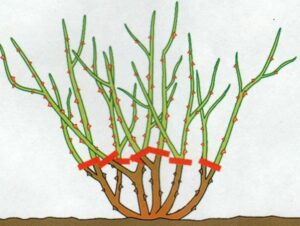 Jak skutecznie przyciąć róże pnące po przekwitnięciu? Koniecznie sprawdź te porady!