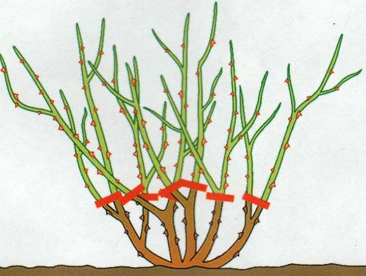 Jak skutecznie przyciąć róże pnące po przekwitnięciu? Koniecznie sprawdź te porady!