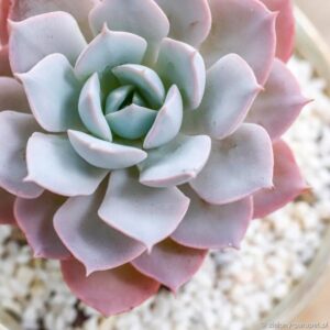 Jak skutecznie uprawiać i pielęgnować odmiany eszewerii według mojego doświadczenia