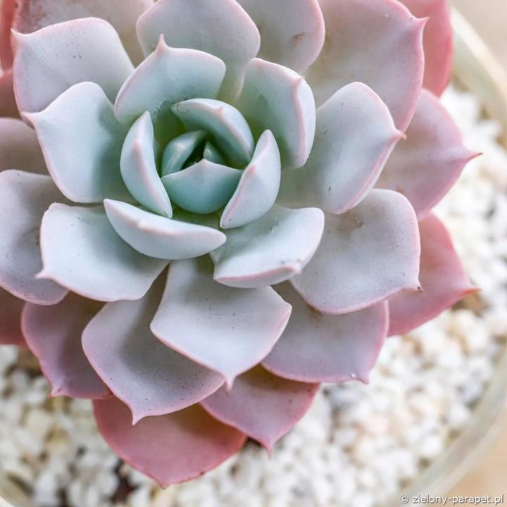 Jak skutecznie uprawiać i pielęgnować odmiany eszewerii według mojego doświadczenia