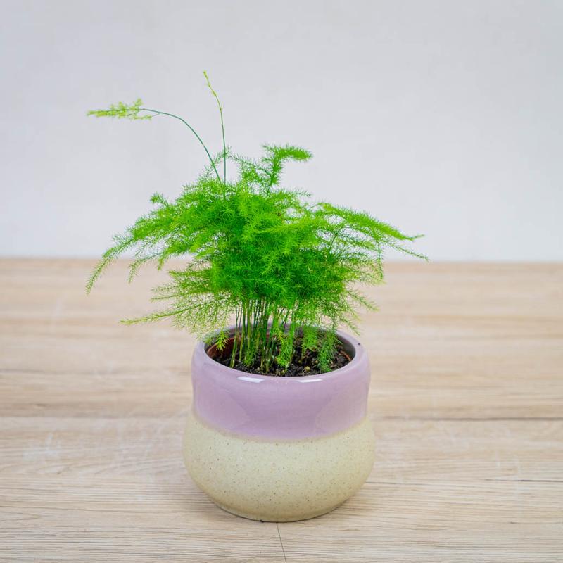 Jak skutecznie uprawiać i pielęgnować szparag pierzasty, aby uniknąć żółknięcia?