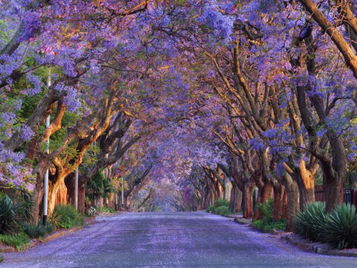 Jakaranda – Jak ją uprawiać i pielęgnować w polskich warunkach?