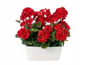 Pelargonie w domu – jak dbać o nie, by pięknie rosły?