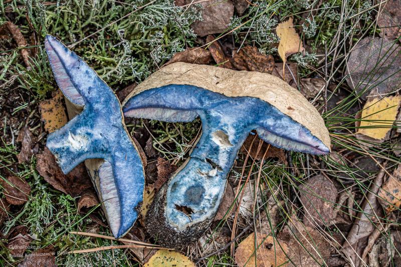 Piaskowiec modrzak – tajemnice niebieskiego przebarwienia po przekrojeniu grzyba