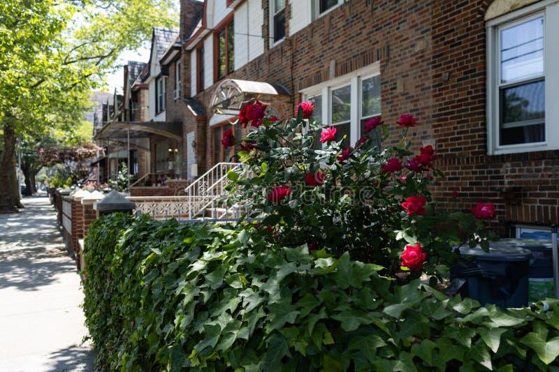 Rośliny do ogrodu – co posadzić przy chodniku do domu, by zachwycały?