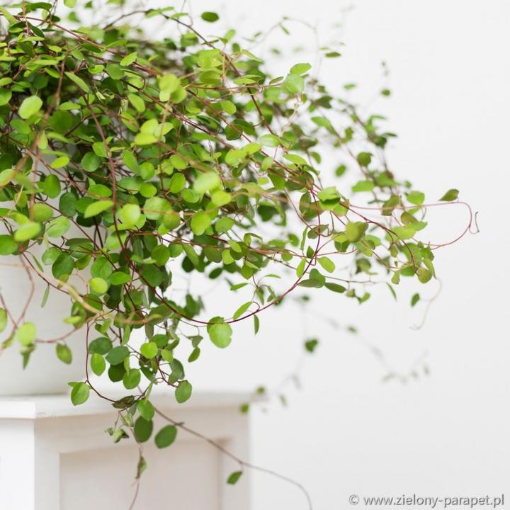 Sekrety uprawy mulenbekii w domu - jak pielęgnować i sadzić tę wyjątkową roślinę?