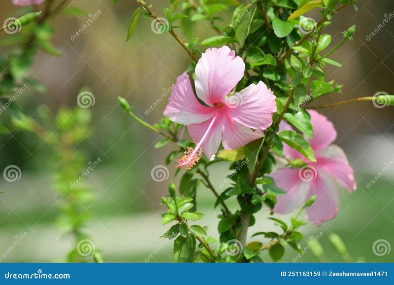 Aranżacja ogrodu z hibiskusem