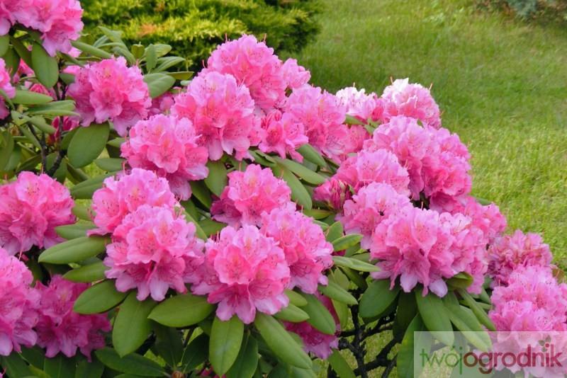 Brunatnienie liści rododendronów