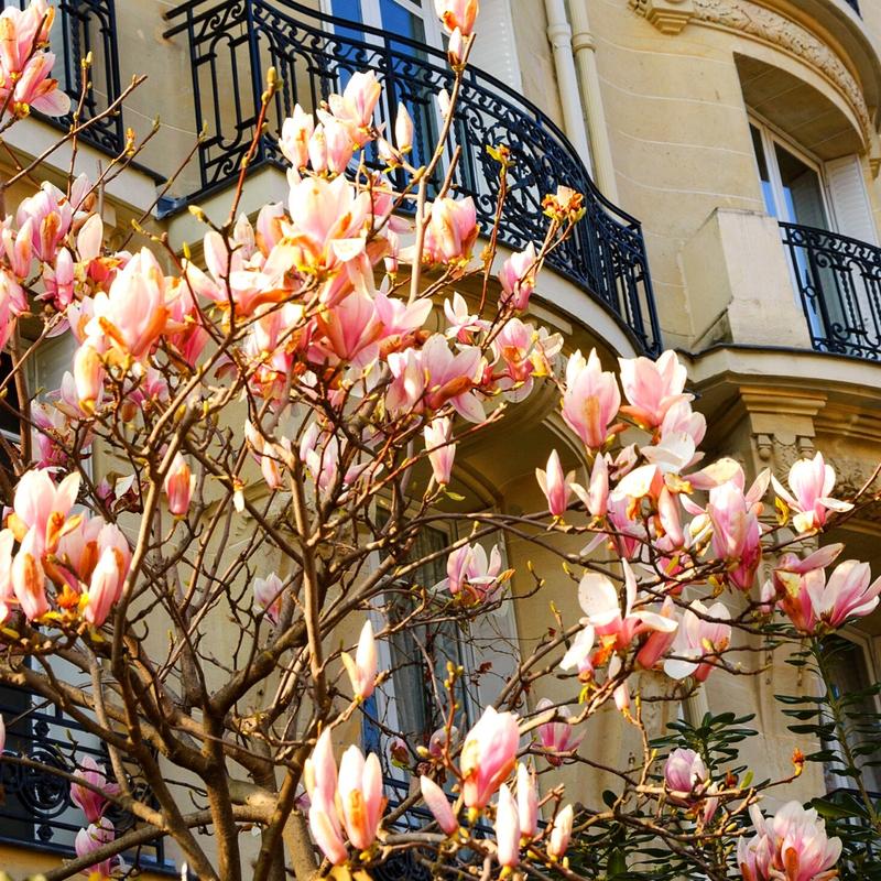 Czynniki wpływające na magnolie