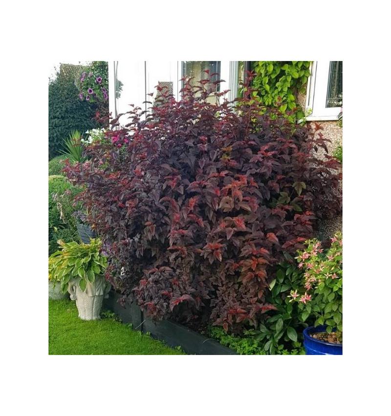 Dobór roślin do pęcherznicy