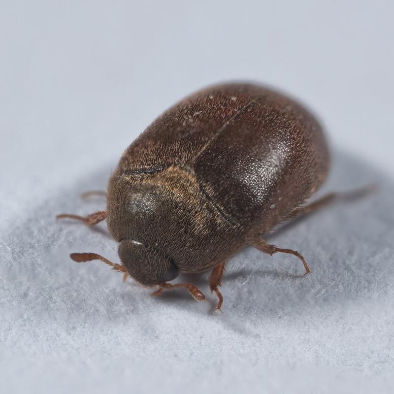 Identyfikacja szkodników ogrodowych