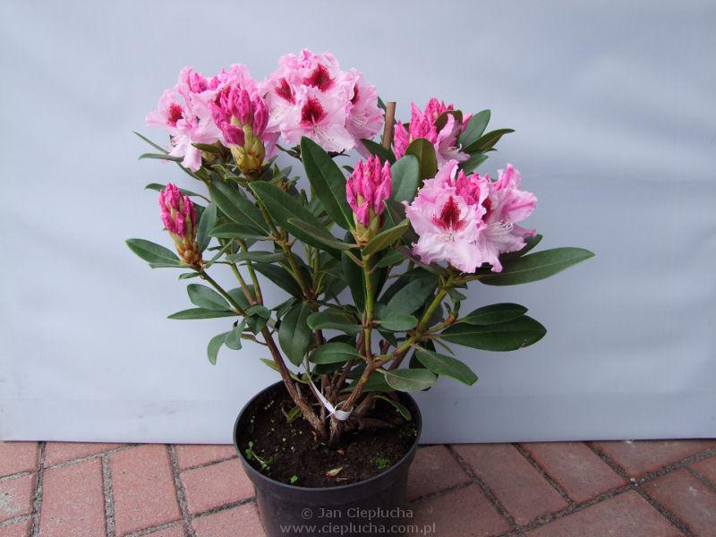 Nawożenie rododendronów