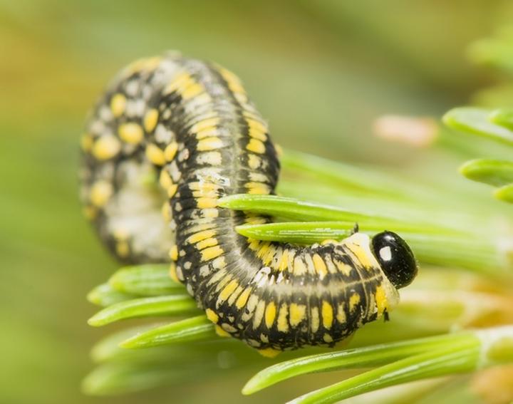 Ochrona drzew iglastych