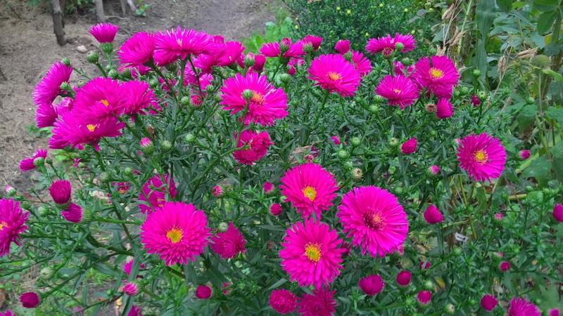 Ochrona przed szkodnikami