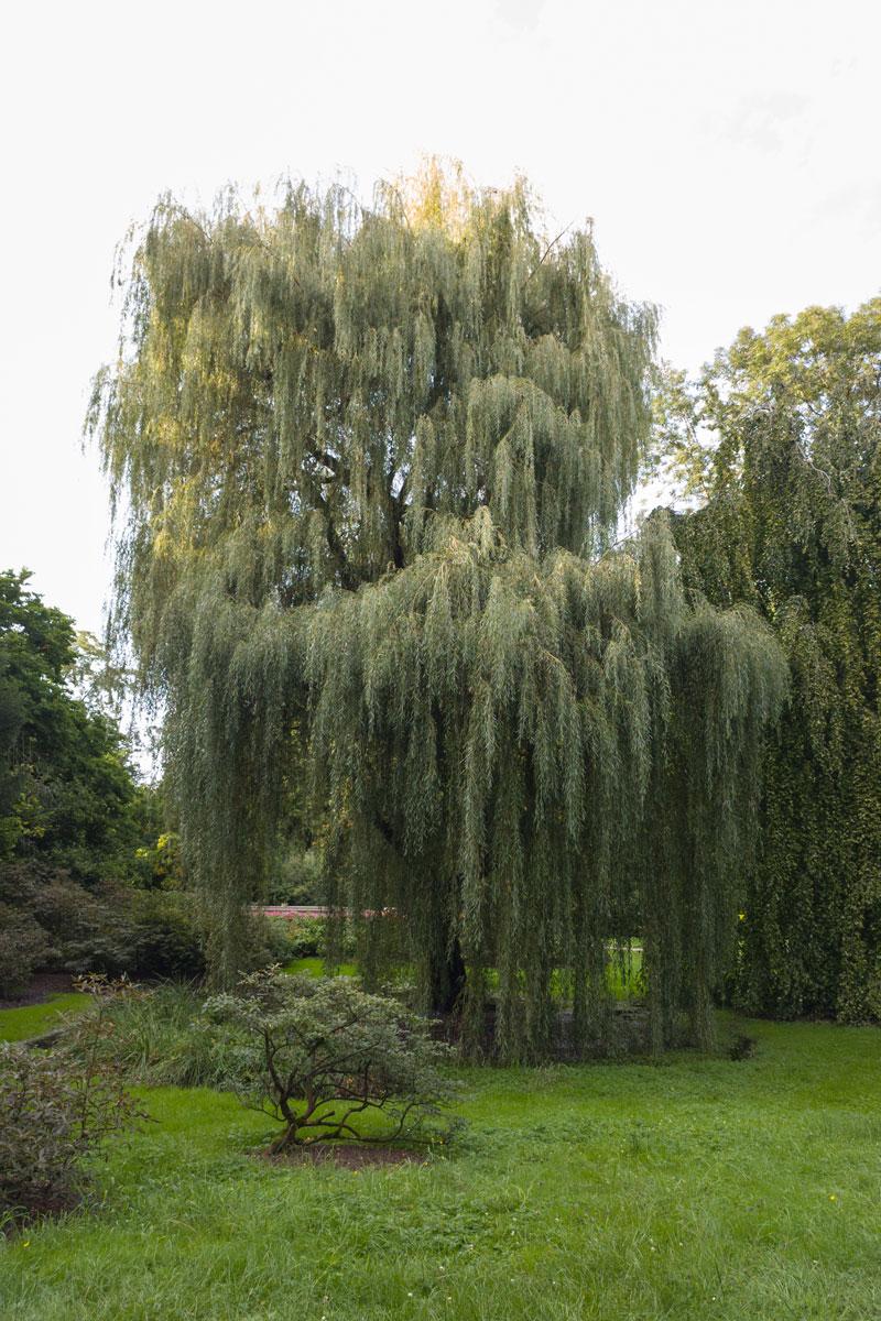 Ochrona wierzby przed szkodnikami