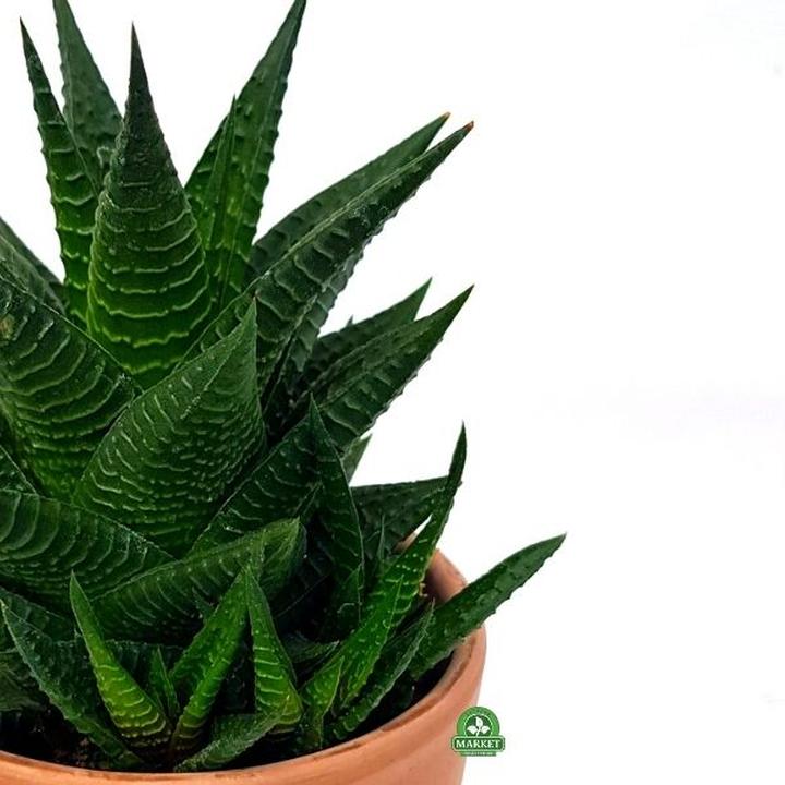 Pielęgnacja haworsji