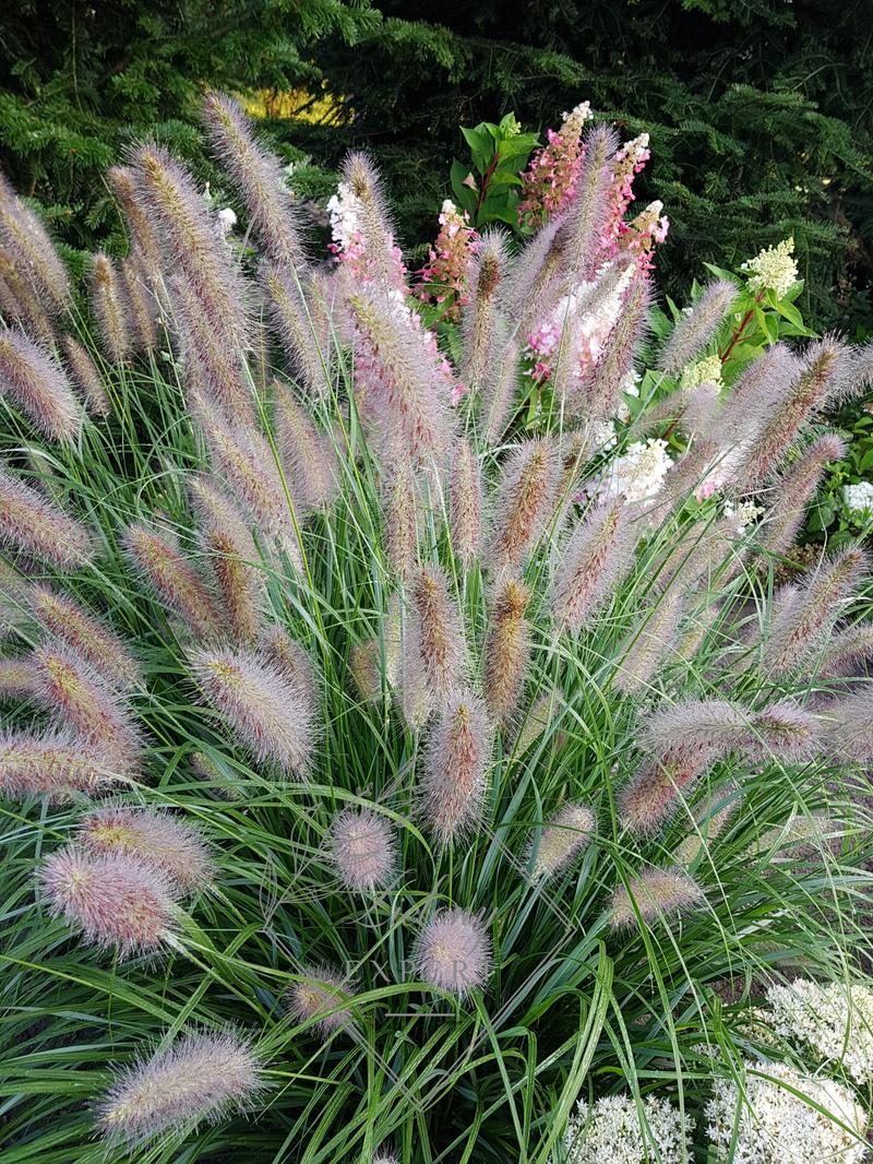 Pielęgnacja rozplenicy