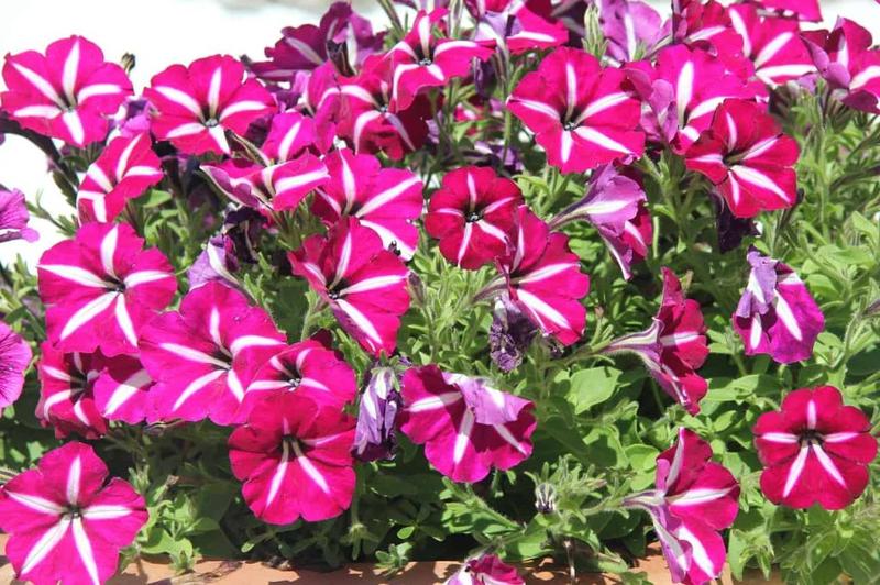 Pielęgnacja surfinii