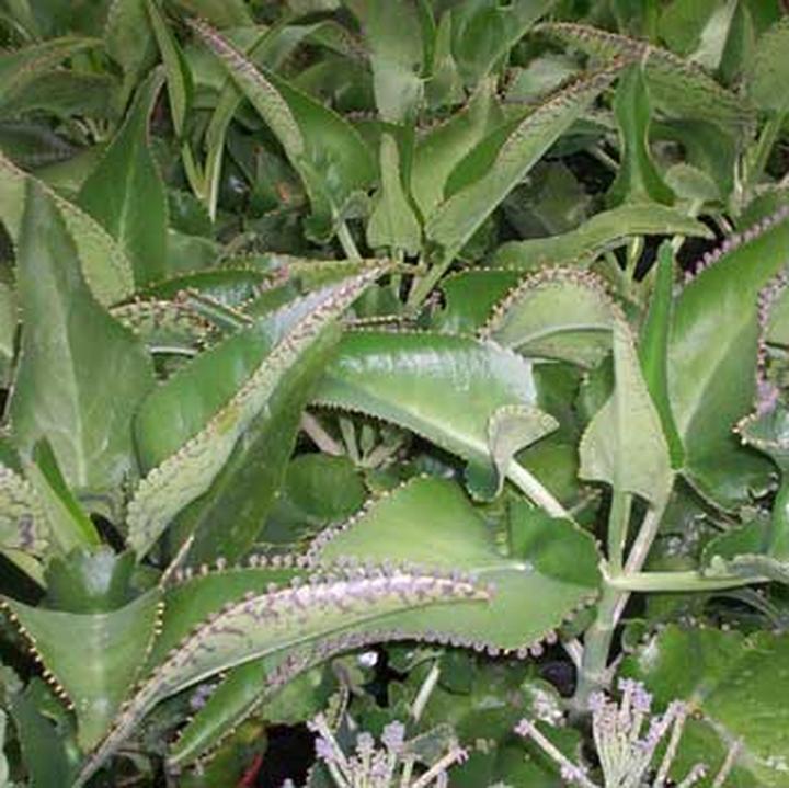 Pielęgnacja zyworodki Daigremonta