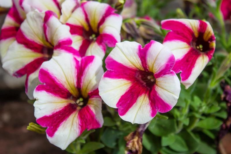 Przygotowanie gleby do surfinii