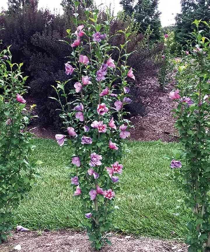 Rośliny towarzyszące hibiskusowi