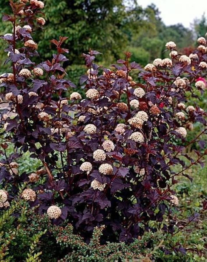 Rośliny towarzyszące pęcherznicy