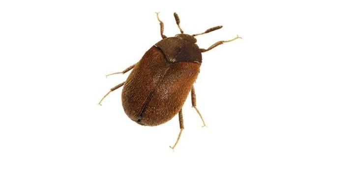 Rozpoznawanie szkodników domowych