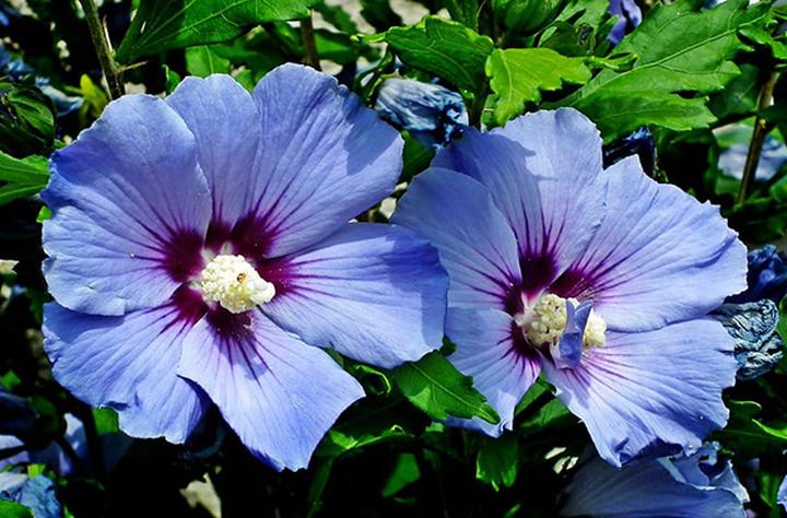 Sezonowe rośliny w ogrodzie