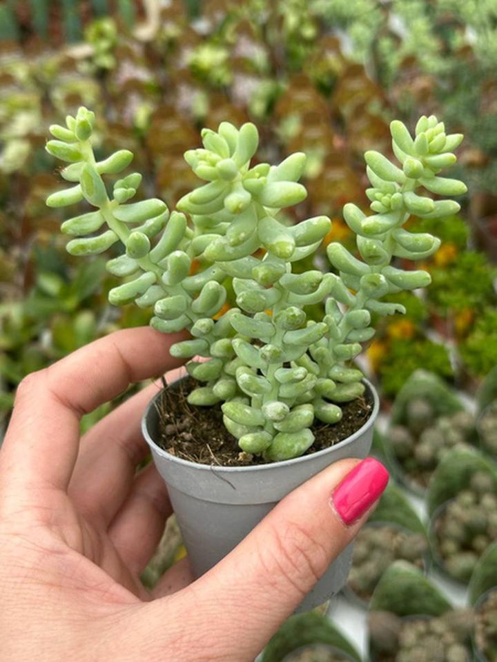Uprawa sedum burrito