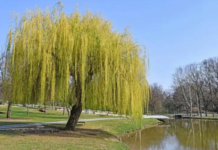 Uprawa wierzby płaczącej
