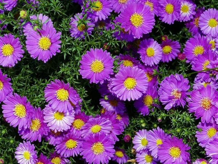 Warunki glebowe dla astrów marcinków