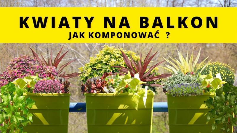 Wysiew nasion surfinii