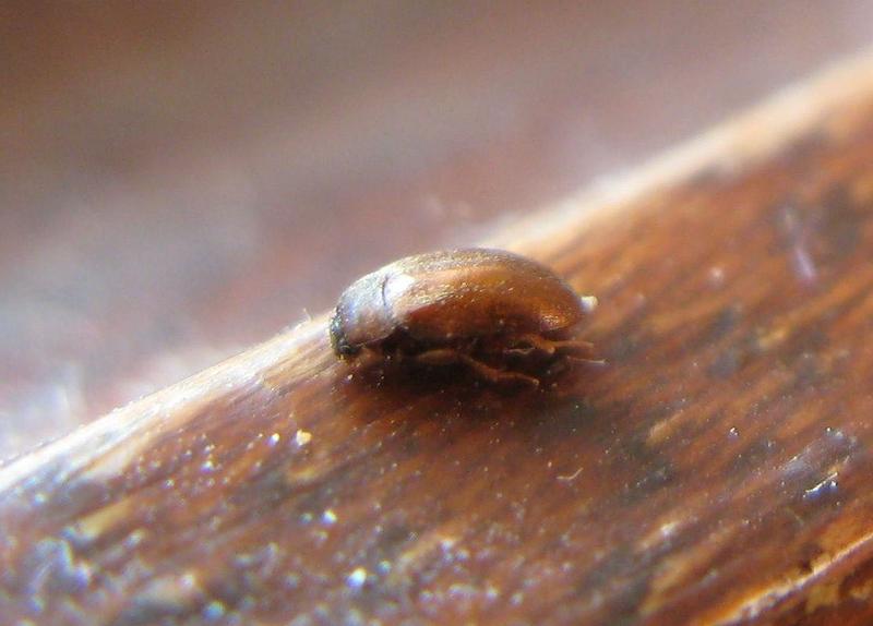 Zwalczanie szkodników naturalnymi metodami