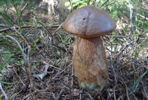 Grzyb siniak, czyli borowik ponury – odkrywamy jego jadalność i trujące sekrety