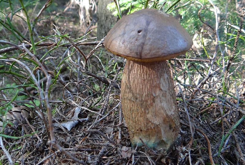 Grzyb siniak, czyli borowik ponury – odkrywamy jego jadalność i trujące sekrety