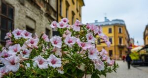 Idealny czas na wysiew nasion surfinii do balkonu i ogrodu – poradnik dla każdego ogrodnika