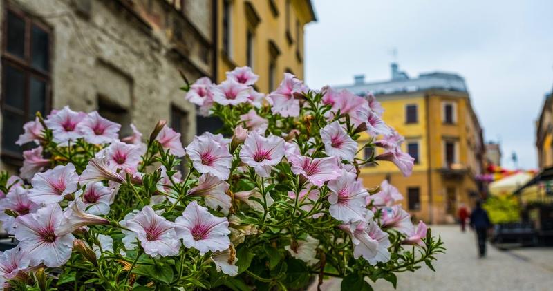 Idealny czas na wysiew nasion surfinii do balkonu i ogrodu – poradnik dla każdego ogrodnika