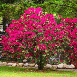 Jak przywrócić blask rododendronowi z brązowymi liśćmi po zimie?