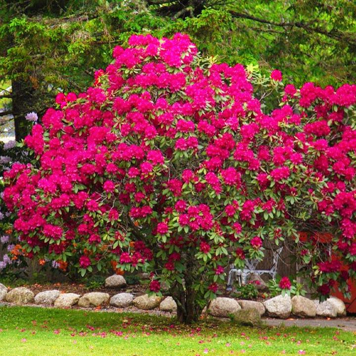 Jak przywrócić blask rododendronowi z brązowymi liśćmi po zimie?