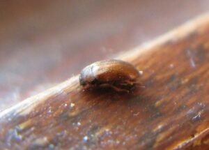 Jak rozpoznać szkodnika: szubak i jego charakterystyczne oznaki obecności