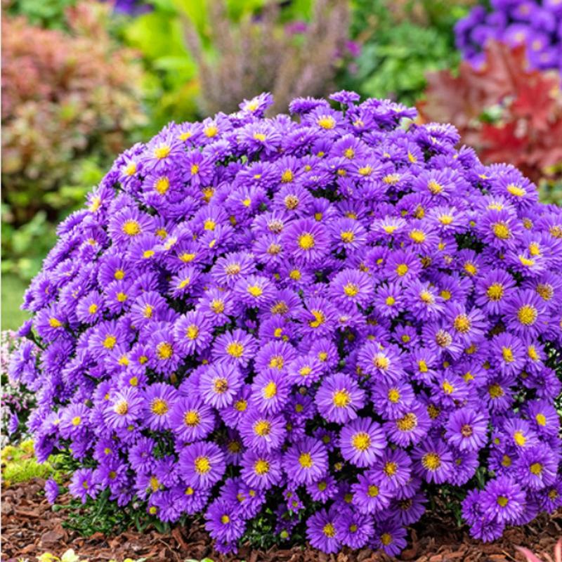 Jak skutecznie uprawiać i pielęgnować astry marcinki w ogrodzie?