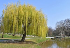 Jak skutecznie uprawiać i pielęgnować wierzby płaczące? Praktyczny poradnik dla każdego ogrodnika