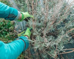 Jak uratować lawendę po zimie, gdy jest sucha i bez życia?
