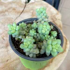 Jak zadbać o sedum burrito – meksykański sukulent w Twoim ogrodzie?